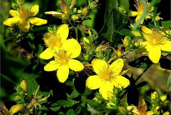 Le millepertuis est une plante médicinale qui aide à faire face à la prostatite